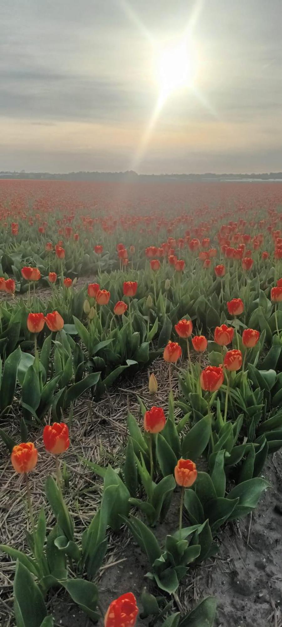 Ons Huisje Achter Noordwijkerhout Dış mekan fotoğraf
